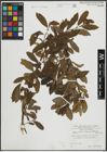 Foto von Salix atrocinerea Brot.